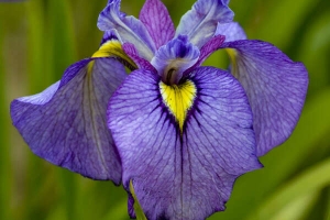 Iris Pseudata 'Shiryukyo' 